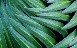 Green Leaves.jpg