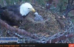 eaglet and mama on march 12.jpg