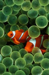 clownfish.jpg