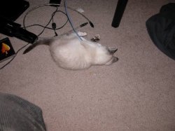 networkkitty.jpg