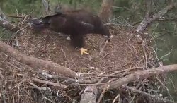 eaglet rearranging the furniture 5:14:2014 1642.jpg