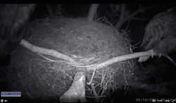 a parent roosts with her overnight.jpg