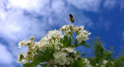 bee.jpg