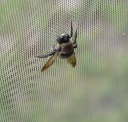 DSC_0005.jpg