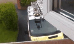 Cat Leap.gif