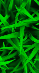 Newborn-Grass-copy.png