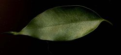 plant.jpg