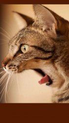 ImageUploadedByTapatalk1408082513.241418.jpg