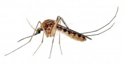 mosquitoes_Culex-mosquito-white-background.jpg mosquitoes_Culex-mosquito-white-background.jpg