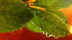 leaf_b04.jpg