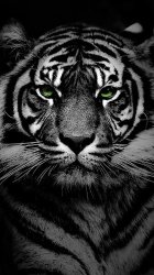 Tiger Eyes 02.jpg