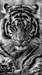 Tiger Eyes 03.jpg