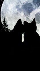 Cat Moon 01.jpg