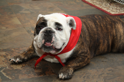 Sluggo.png