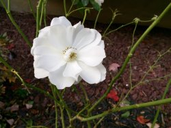 ImageUploadedByTapatalk1415738478.693220.jpg