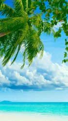 Tropical-Beach-Coconut-Tree-iPhone-6-wallpaper-ilikewallpaper_com_750.jpg