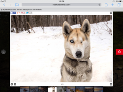 IMG_1272.PNG