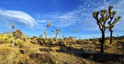 MojaveDesertView(10-11)c.jpg