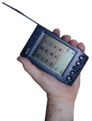 palm 7.jpg