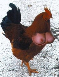 chickenbreast.jpg