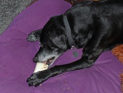 Sam with Bone 2.JPG