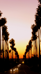 Palms 03.png