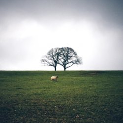 ImageUploadedByTapatalk1420308556.548803.jpg
