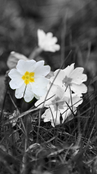 Flowers.png