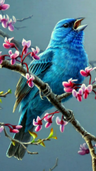 Bird 01.png