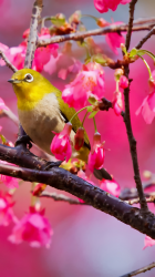 Bird 02.png