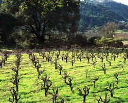 Oak-Grapes.jpg