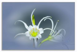 20150120_9565_09155_© Gary Worrall_Spider Lily Edit.jpg