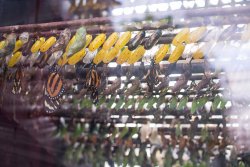 pupae-8675-2.jpg