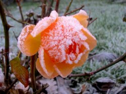 Frozen Rose.JPG