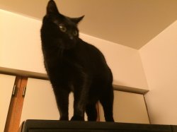 2015-02-03 19.37.06.jpg