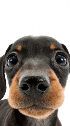Dog.png