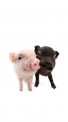 Pigs.png