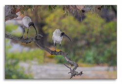 White Ibis.jpg
