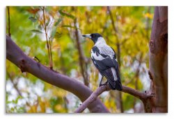 Magpie.jpg