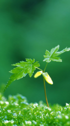 Nature.png