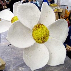 daisies.jpg