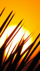 Grass Sun 02.png