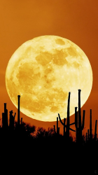 Cactus Moon.png