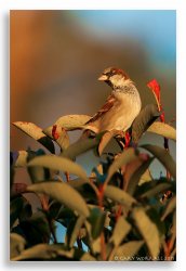 Sunset Sparrow.jpg