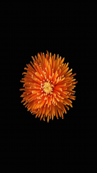 Orange-Mum.png