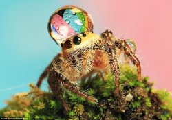 jumping-spider-water-drops.jpg