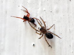 amaurobius-fenestris.jpg