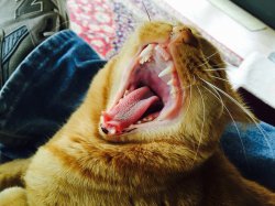 Open Mouth.jpg