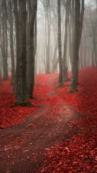 Forest 01.png