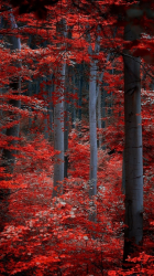 Forest 03.png